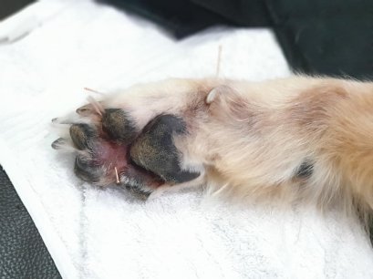 ฝังเข็มแก้การอักเสบ Inflammation ในสุนัข